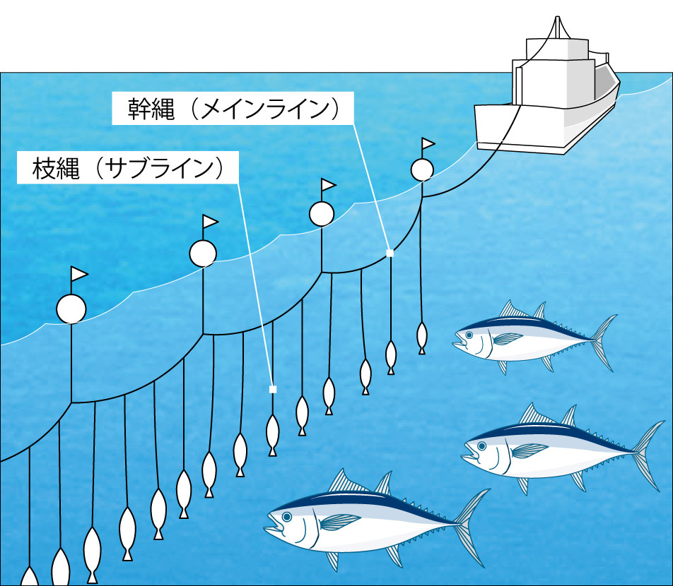 マグロはえ縄漁法